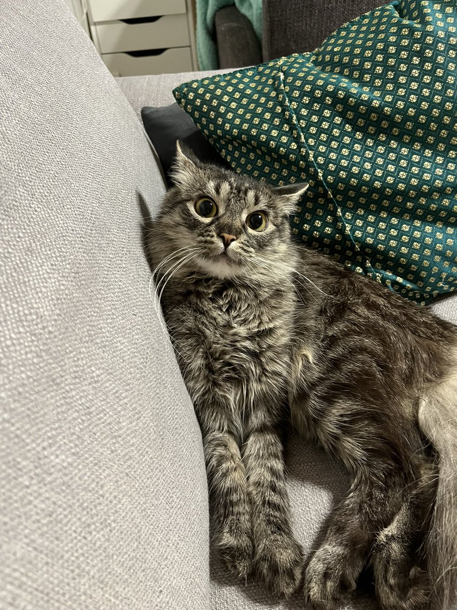 Mürsik ei olnud väga elevil, et elukaaslane pani tolmuimeja käima