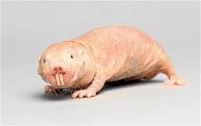 gorka_orive's tweet photo. ¿Sabéis que es el ratopín rasurado?
Se trata de un roedor cuyas características biológicas de fertilidad longeva, aguante sin respirar y prácticamente inmunidad al cáncer han despertado el interés científico todo el mundo.
Os lo cuento brevemente. https://t.co/dePgTXiJZq