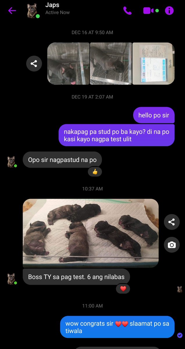 Another successful progesterone test result 💉👉👌
Congrats sir Japs on your 6 potatoes 🐶😍

#avinleeprogesterone #avinlee #frenchbulldog #frenchbulldogpuppy  #frenchbulldoglovers #frenchbulldogpuppies #frenchbulldogworld  #frenchbulldoglife #frenchbulldoglove