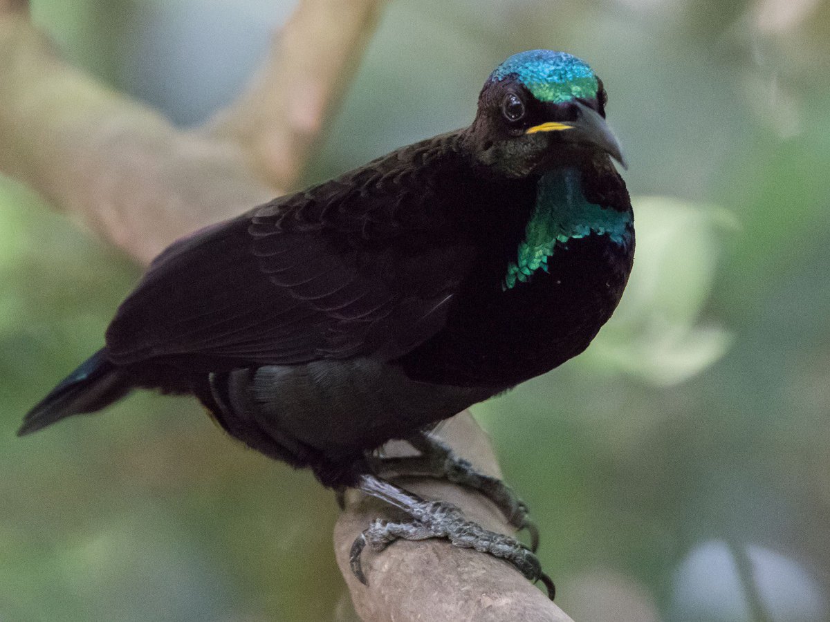EvolHenHouse's tweet photo. @Rainmaker1973 As you can see, it’s no surprise she may have been confused. The young bird looks just like another female, but when he’s grown, he will be a beautiful pitch black with iridescent blue-green head + chest feathers🦋🪲🖤 https://t.co/wjxmS2tdBY
