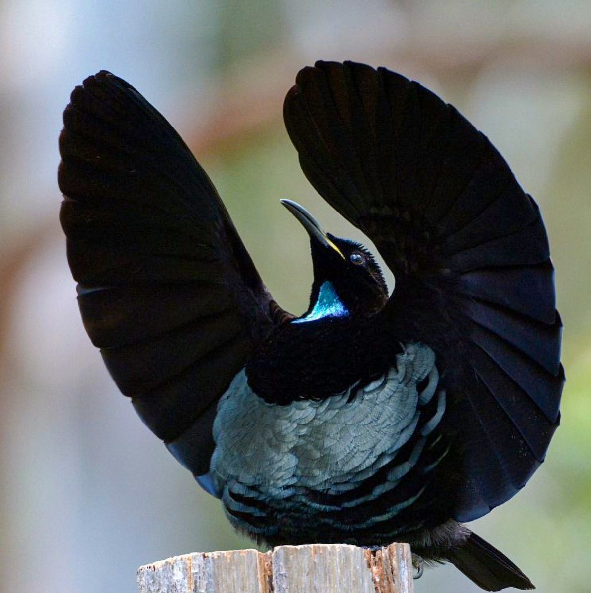 EvolHenHouse's tweet photo. @Rainmaker1973 As you can see, it’s no surprise she may have been confused. The young bird looks just like another female, but when he’s grown, he will be a beautiful pitch black with iridescent blue-green head + chest feathers🦋🪲🖤 https://t.co/wjxmS2tdBY