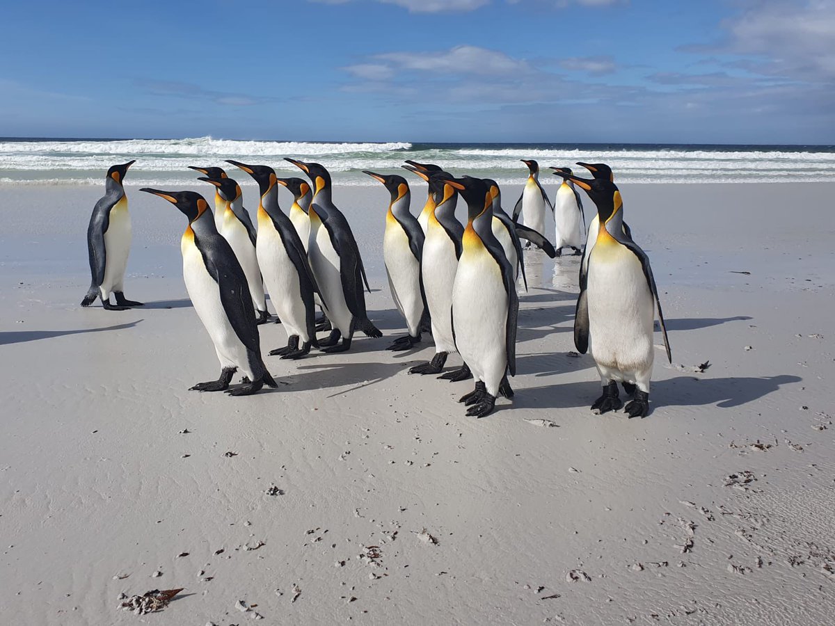 FalklandsinUK's tweet photo. For their last day on this trip to the #Falklands, the student @Falklands40Comp winners were able to round of an amazing week with a highlight of the #FalklandsIslands, the amazing #VolunteerPoint King #penguin colony.@FITBTourism  @teachlearnwar @AlPinkerton @mcbenwell @Benfogle https://t.co/A8TlmxLVdo