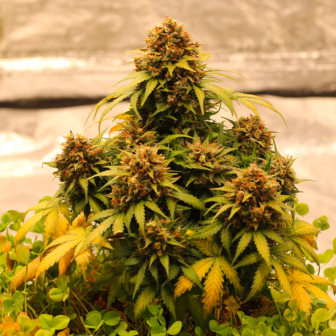 Royal Queen Seeds tweet media