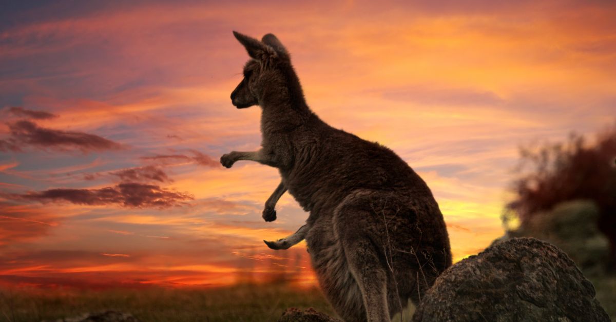 WorldCruise's tweet photo. Indulge in a journey of a lifetime with Cunard's Australia and New Zealand Cruises! 

With expertly crafted itineraries and unmatched luxury, this cruise is the ultimate way to experience the best of both worlds. 

https://t.co/D7PdSb8V3K https://t.co/lNxF5AmCm5
