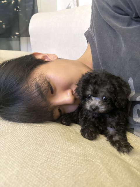 HourlyDonghun's tweet photo. 📢 IMPORTANT ANNOUNCEMENT 📢
DONGHUN HAS A DOG!!!!!!
[ @official_ACE7 | #ACE | #에이스 | #DONGHUN | #동훈 ] https://t.co/rhSwYiprXZ