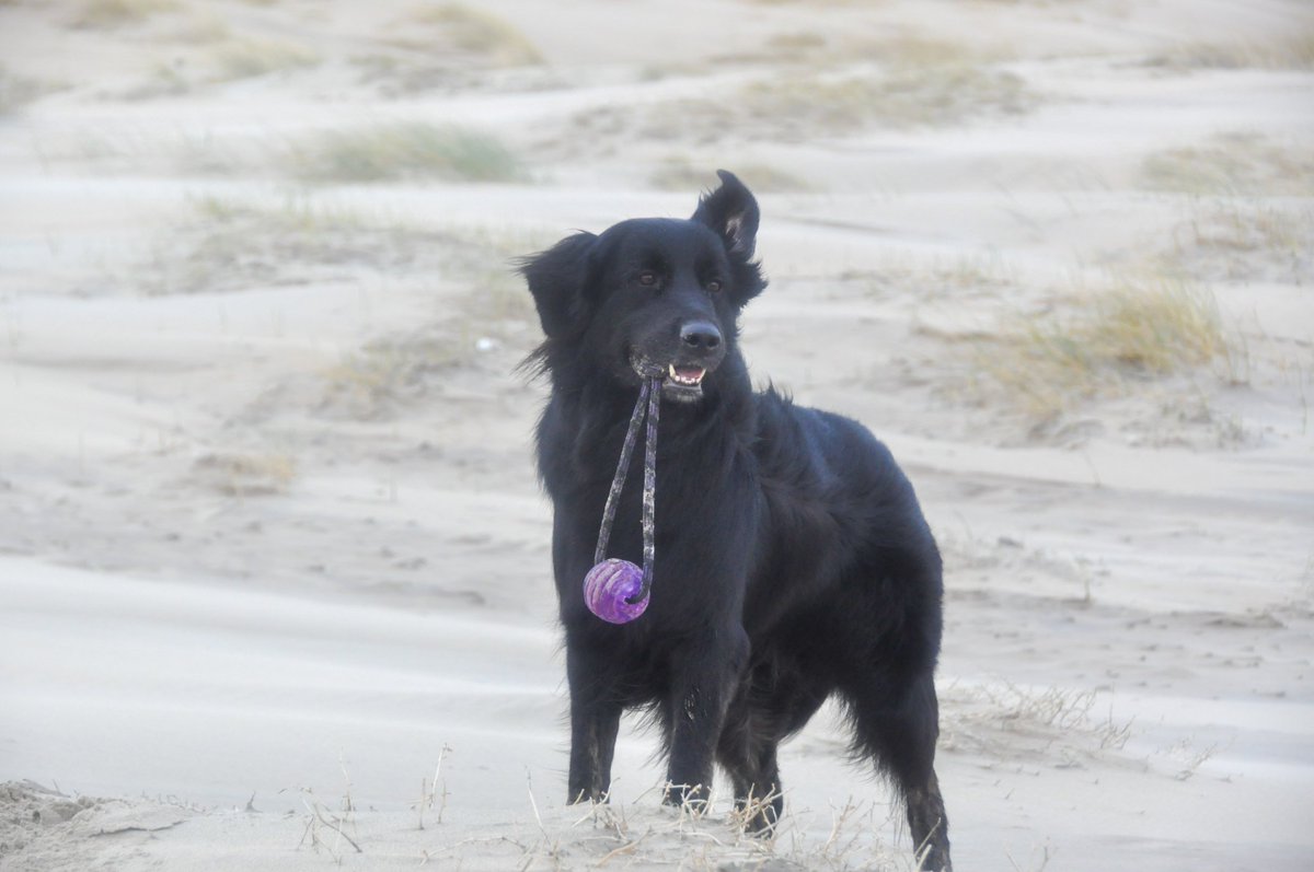 irisphilippo's tweet photo. Onze knappe dame 🥰 #Ischa #pensionado #genieten @KNGFGeleidehond https://t.co/KUDZ9rfiyB