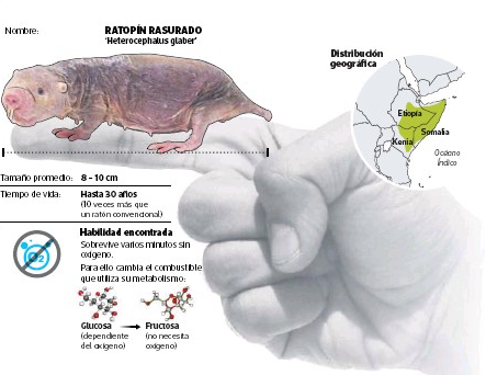 gorka_orive's tweet photo. ¿Sabéis que es el ratopín rasurado?
Se trata de un roedor cuyas características biológicas de fertilidad longeva, aguante sin respirar y prácticamente inmunidad al cáncer han despertado el interés científico todo el mundo.
Os lo cuento brevemente. https://t.co/dePgTXiJZq