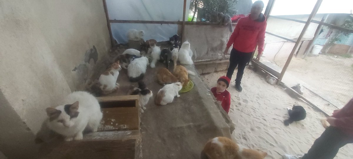 helpcatsmsallam's tweet photo. I want2point that I got$100for heating,knowing that the monthly goal is$280
today the gas will run out&amp;the cats will suffer from diseases due the cold
plz friends,we don't want2get in trouble because of the cold.Getting warm is better than treatment
1/2
https://t.co/TbIjrbiNgq https://t.co/y9jEvahIB2