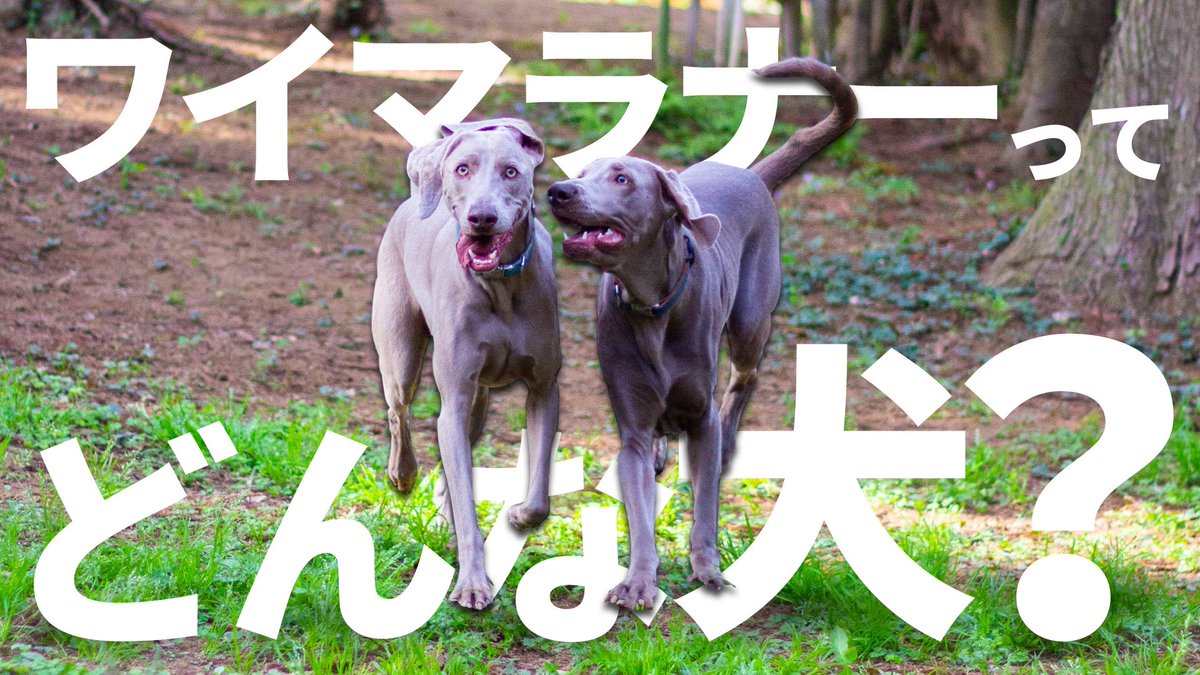 lupiloa_weim's tweet photo. YouTubeを載せました☺️
今回はワイマラナーの魅力についてお話ししています🐾

宜しければ是非ご覧ください🥹

https://t.co/ihumQWISQV https://t.co/2ZUbGUkTVv