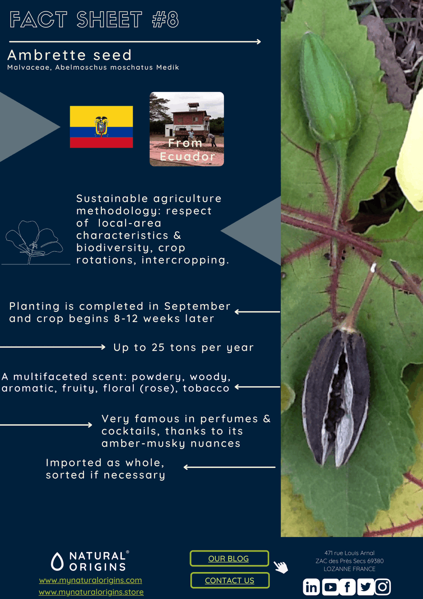 mynatorigins's tweet photo. Discover our #ambrette seed from #Ecuador. Ask for a #sample. Request a #quote or information: https://t.co/ZKil82HKoU https://t.co/vSOd80O6vI
