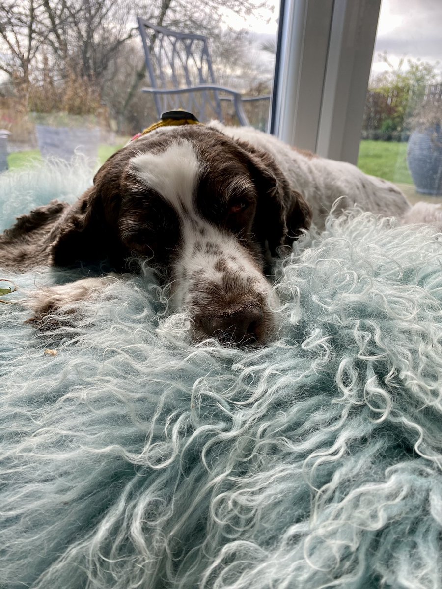 SpanielsSuper's tweet photo. @SarahSarjay Excuse me!
That is the official #WorldsBestPA Perch
Beanbag??? #HowVeryDareYou
🤣🤣🤣
Dissing my perch 🙄
But you are right 👍#VeryComfy https://t.co/6tV7hUbHm3