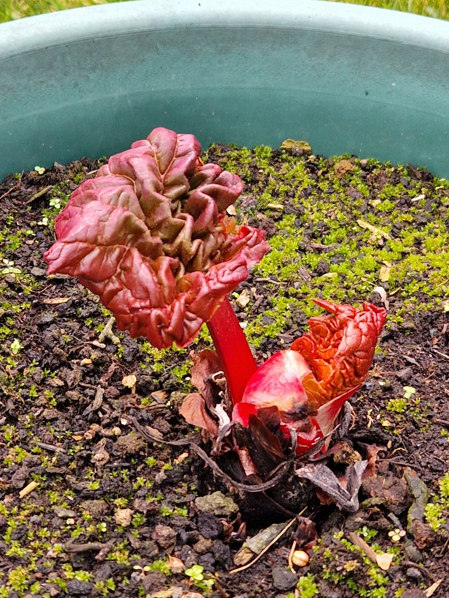 NewBrightonPS's tweet photo. Our Victoria Rhubarb in the school garden is waking up!. 💚💚💚 ⏰️. 💚💚💚

#nbpsGarden #nbpsGardening #nbpsTheGarden #schoolgarden #mentalhealth #greenfingers #nbpsEnrichments #youarewhatyoueat  #nbpsLOtC  #nbpsOutdoorLearning #nbpsCornerstones #Audrey2 https://t.co/JSDvq70nuq
