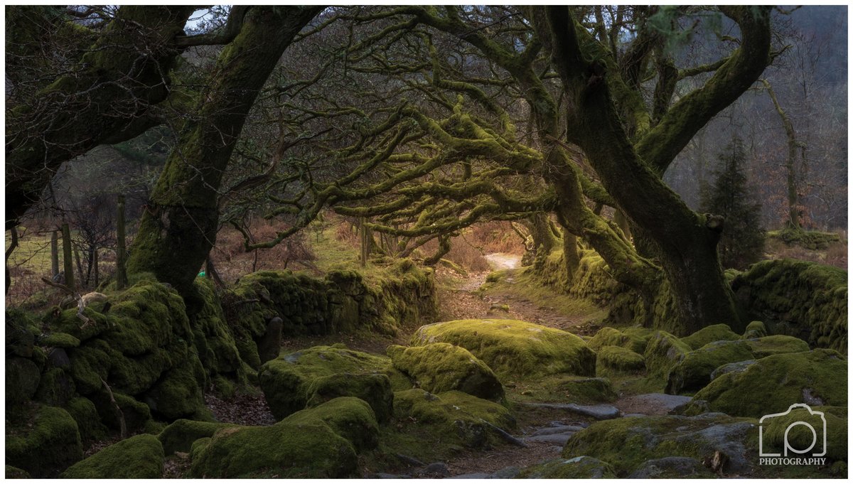 LeePelling's tweet photo. Final #image from this location #burratorreservoir #dartmoor #dartmoornationalpark,#devon #sheepstor #woodlandphotography #wooland #landscapephotography #landscape #photo https://t.co/C3l6QQnGAE