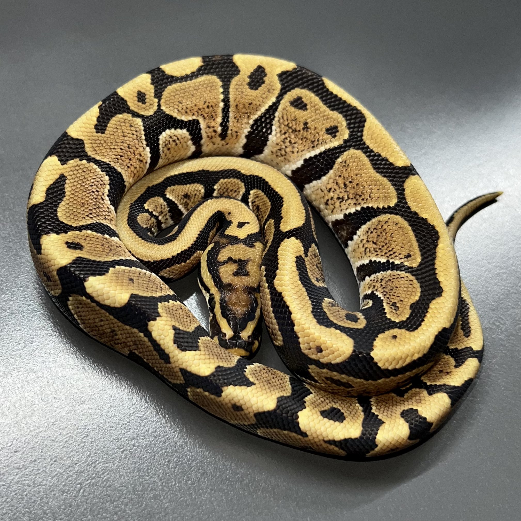 ボールパイソン ケージ K's shop様 【公式通販】