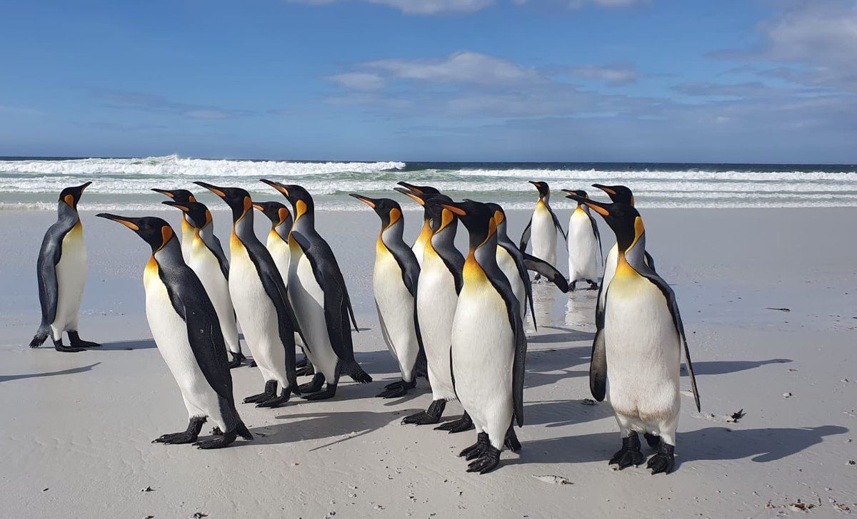 Falklands40Comp's tweet photo. For the last day on this trip to the #Falklands, the student @Falklands40Comp winners were able to round off an amazing week with a highlight of the #FalklandsIslands, the amazing #VolunteerPoint King #penguin colony.@FITBTourism @teachlearnwar @AlPinkerton @mcbenwell @Benfogle https://t.co/PVDACovlGt