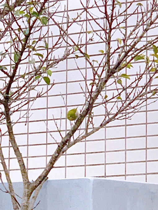 メジロを探せの会 