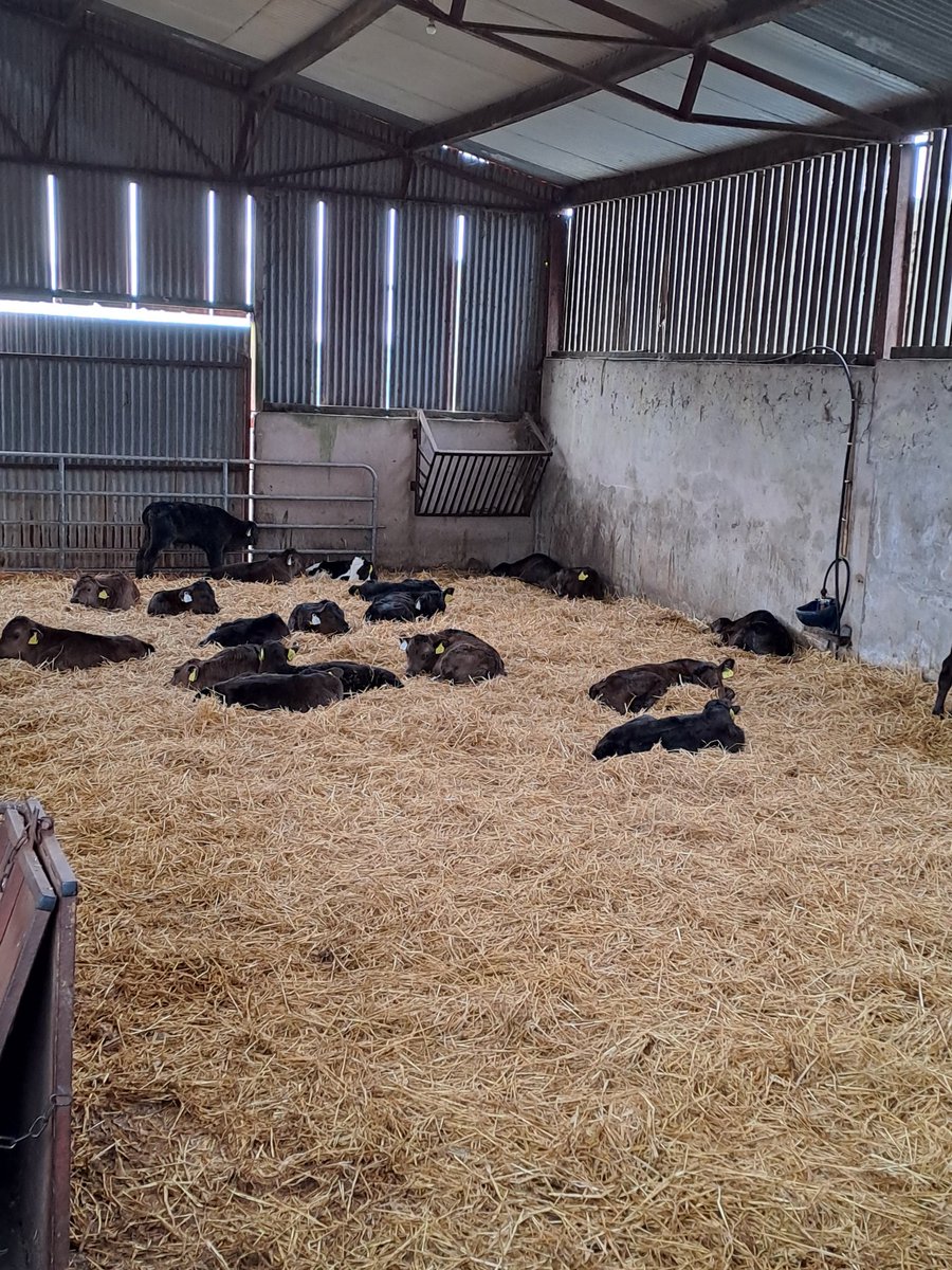 claudiradukunda's tweet image. ... then after #lunch allow them to chew their cud through #regurgitation to reduce particle size and improve #digestibility by giving them some #rest!
