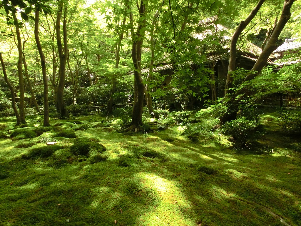 shanehashi's tweet photo. 祇王寺 The moss gardens in Gioji Temple in Kyoto:
https://t.co/Tfetyw34W4

Explore Historical and Exotic Japan
https://t.co/z4xapxgXxh

#kyoto #Gioji #sagano #japantravel #traveltojapan #hande_japan https://t.co/wkAdE7wgLy