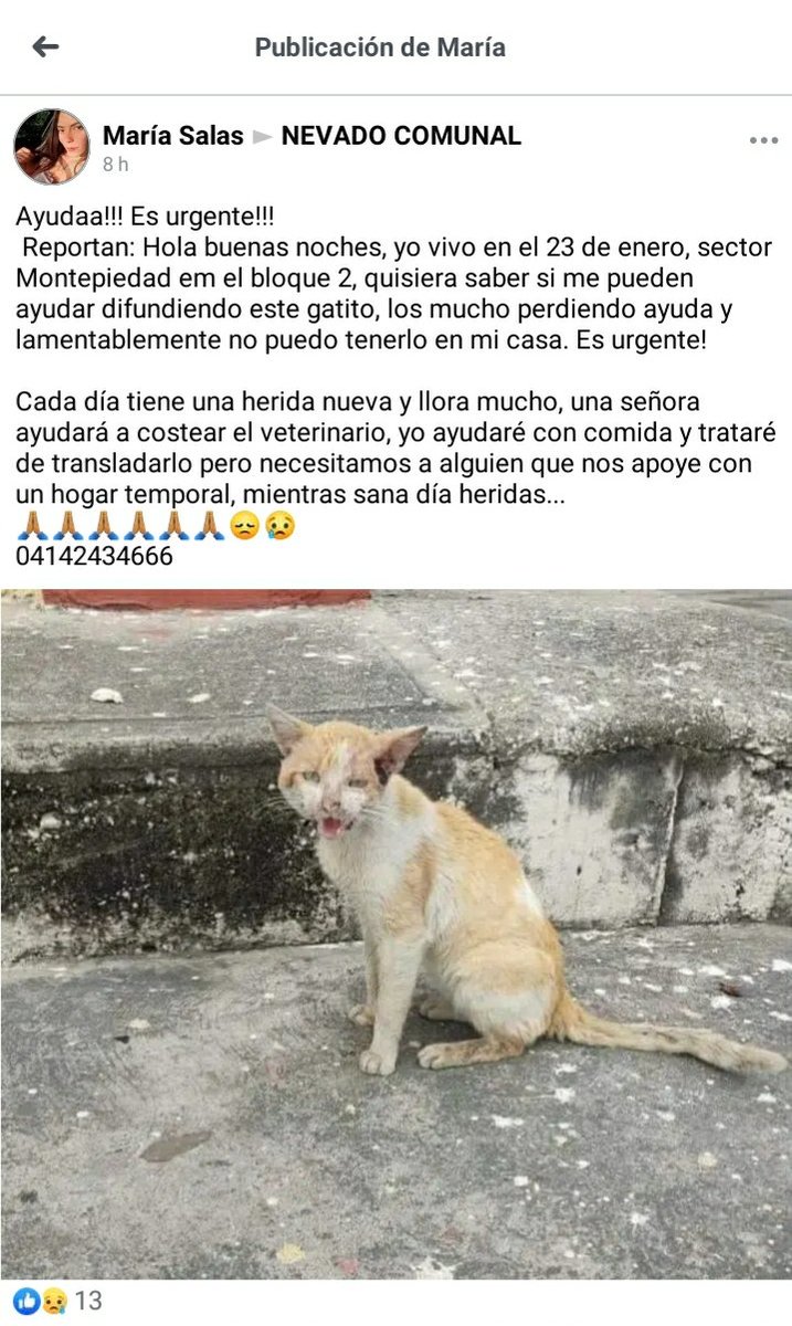 PerroUsuario's tweet photo. URGE hogar temporal o definitivo RT @Jesnay: Caso de terceros. 23 de Enero,  Caracas. Este gatito necesita ayuda. Esta herido, parece de casa  y abandonado. Los otros gatos lo hieren y no sabe defenderse.  https://t.co/uqW5Sb5NOE