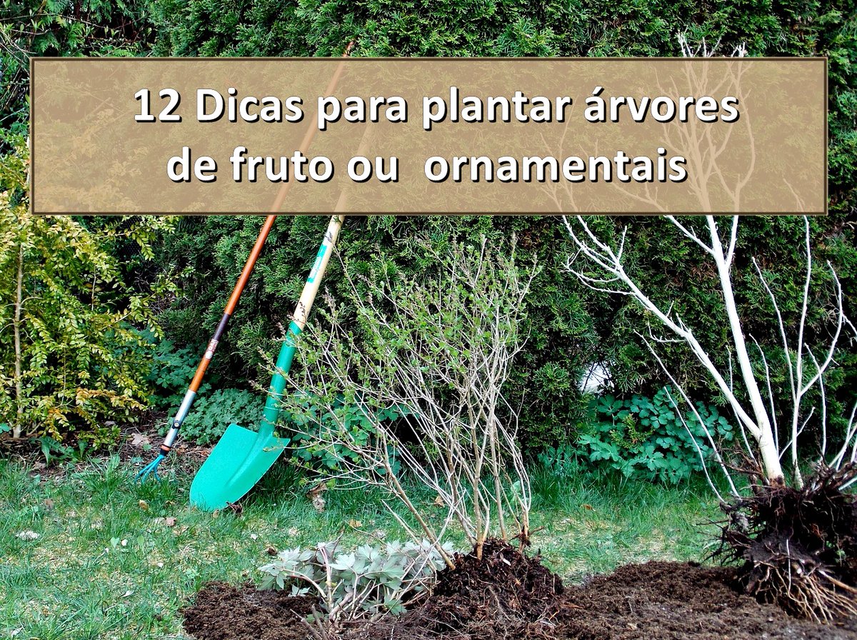 Marlie70's tweet photo. 12 Dicas para plantar plantar Ɣrvores de fruto ou ornamentais #arvores #jardinagem #tree #plant #gardening #garden #jardin #jardim #arbre #plantar #cantinhoverde #horta
https://t.co/X8dAvbiHNX https://t.co/mk8P79MORu