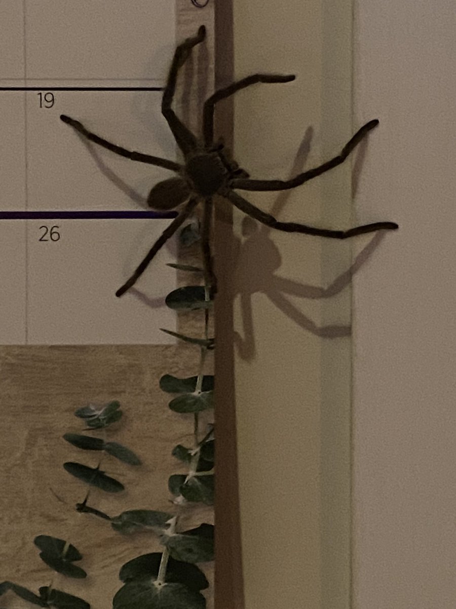 Lucyt_aussie's tweet photo. Soooo won’t be working out flight dates on this calendar tonight.
Meet the F*cker.
That’s usually what I say I call her when she surprises me like this.
Otherwise it’s Charlie - when she’s not trying to scare the shite outta me and we have a nice conversation
#spidersoftwitter https://t.co/4d6om4jyfl