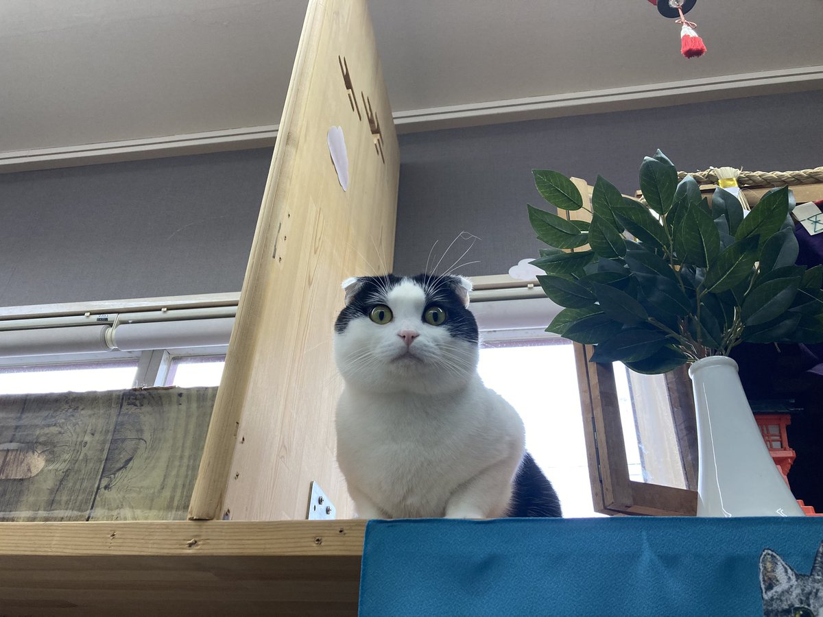 linkdou's tweet photo. #ハチワレは世界を救う協会
1匹だけハチワレもどきが紛れます。 https://t.co/y6erDKpVlQ