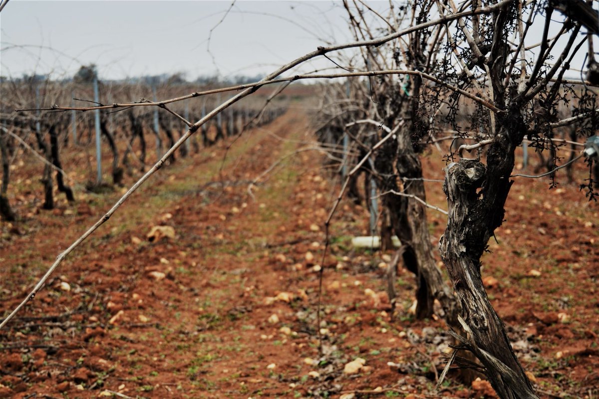 ¿Conoces la importancia que tiene la poda en el viñedo?. Te invitamos a leer nuestro nuevo post en: mariscal.es/?p=4473&utm_so…