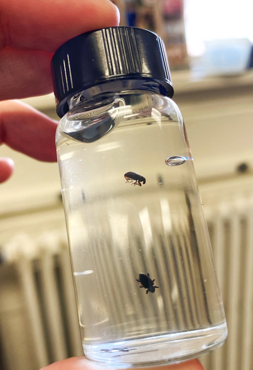 TheTerriBee's tweet photo. It's official, we have our first NC ABW sighting of the season. Pretty early. Sounds like @TomKuhar is seeing the same thing in VA. Get that sampling program going now! https://t.co/KeHIQynOER