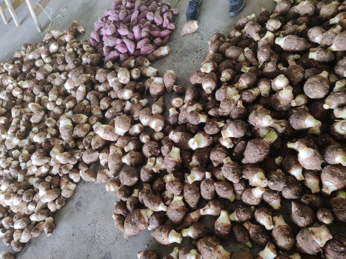 FAO in the Caribbean (@faocaribbean) on Twitter photo Farmers, exporters, gov't & private sect reps from #Dominica, #Grenada, #SVG & <a href="/CARDIcaribbean/">CARDI Caribbean</a> met to identify challenges along the dasheen value chain & to establish a plan to increase efficiency & profitability of dasheen production👉🏾buff.ly/3IJwWcI #valuechains4change Farmers, exporters, gov't & private sect reps from #Dominica, #Grenada, #SVG & <a href="/CARDIcaribbean/">CARDI Caribbean</a> met to identify challenges along the dasheen value chain & to establish a plan to increase efficiency & profitability of dasheen production👉🏾buff.ly/3IJwWcI #valuechains4change