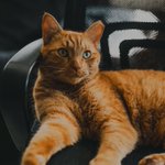 Photo by Chris Christofi (@CCWhiteFox)