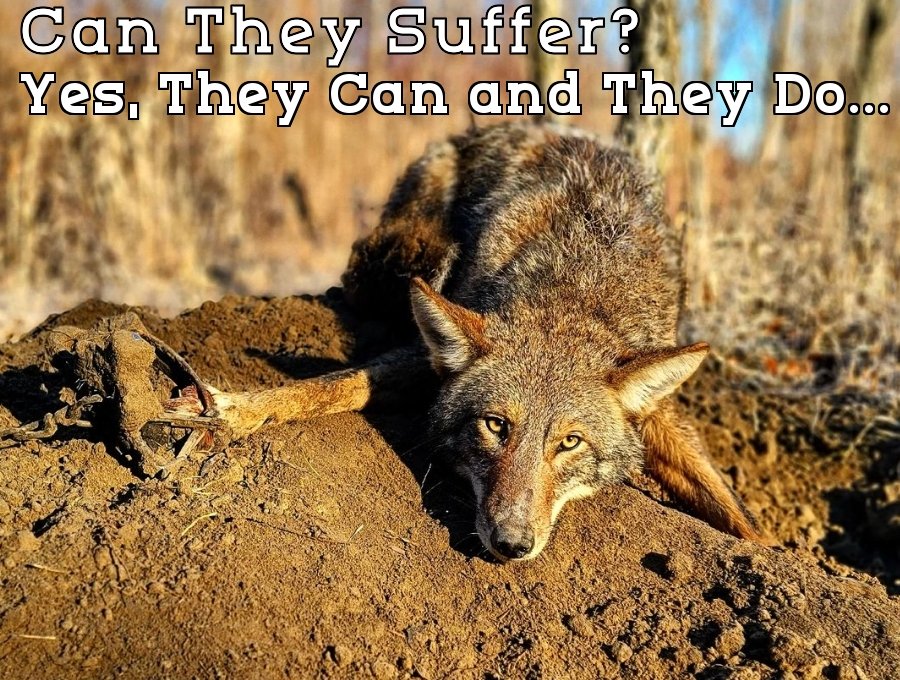 NH Citizens Against Recreational Trapping (@NHCART) / Twitter