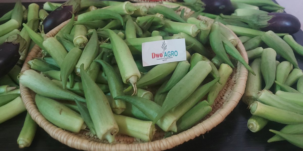 Kadrakhayrbadan's tweet photo. De la récolte à la transformation🍆🫑🥕🌽
DWO'AGRO🌿 spécialisée dans le domaine de l’agriculture et de la transformation agroalimentaire.
Le GOMBO en POUDRE.
Produit locaux.
#DwoAGRO #Djibouti #Damerjog #fruits
#Legume #agriculture #transformationagricole #consommationlocal https://t.co/HtodTFWpaD