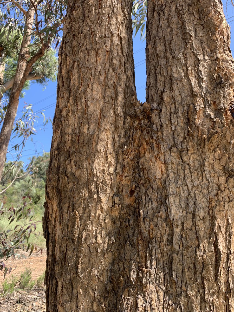 This year I’m re-advocating for Corymbia eximia, the yellow bloodwood!!

Native to the #BlueMountains between western Sydney & the Hunter, this beauty likes shallow sandstone soils.

Its bark, who can resist? 💛

#NotAYellowBelly #EucBeaut #NationalEcualyptDay #EucalyptOfTheYear