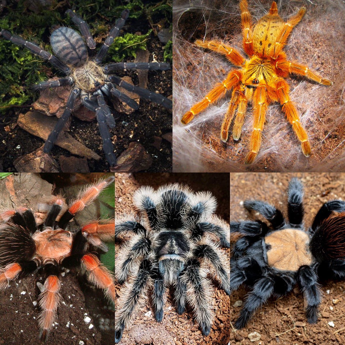 LoveTarantulas's tweet photo. Many moons will pass before we can spy this version of the new babies… I cannot wait!!! https://t.co/GBGZJGnhtL