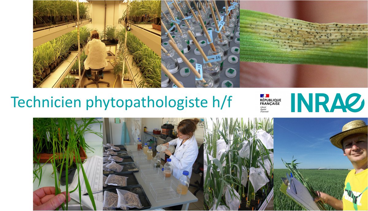 Frédéric Suffert tweet media