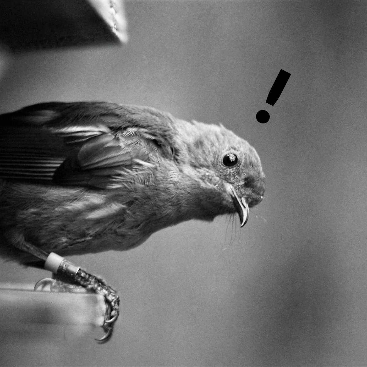 MRes 2023/24 applications now open <a href="/uochester/">University of Chester</a> @BioSciChester! Two projects with me - on social behaviour/conservation in birds🐦&amp; camels🐫. Plus other projects covering wide interests. Please share far &amp; wide! #findamasters #postgraduatestudy www1.chester.ac.uk/biological-sci…