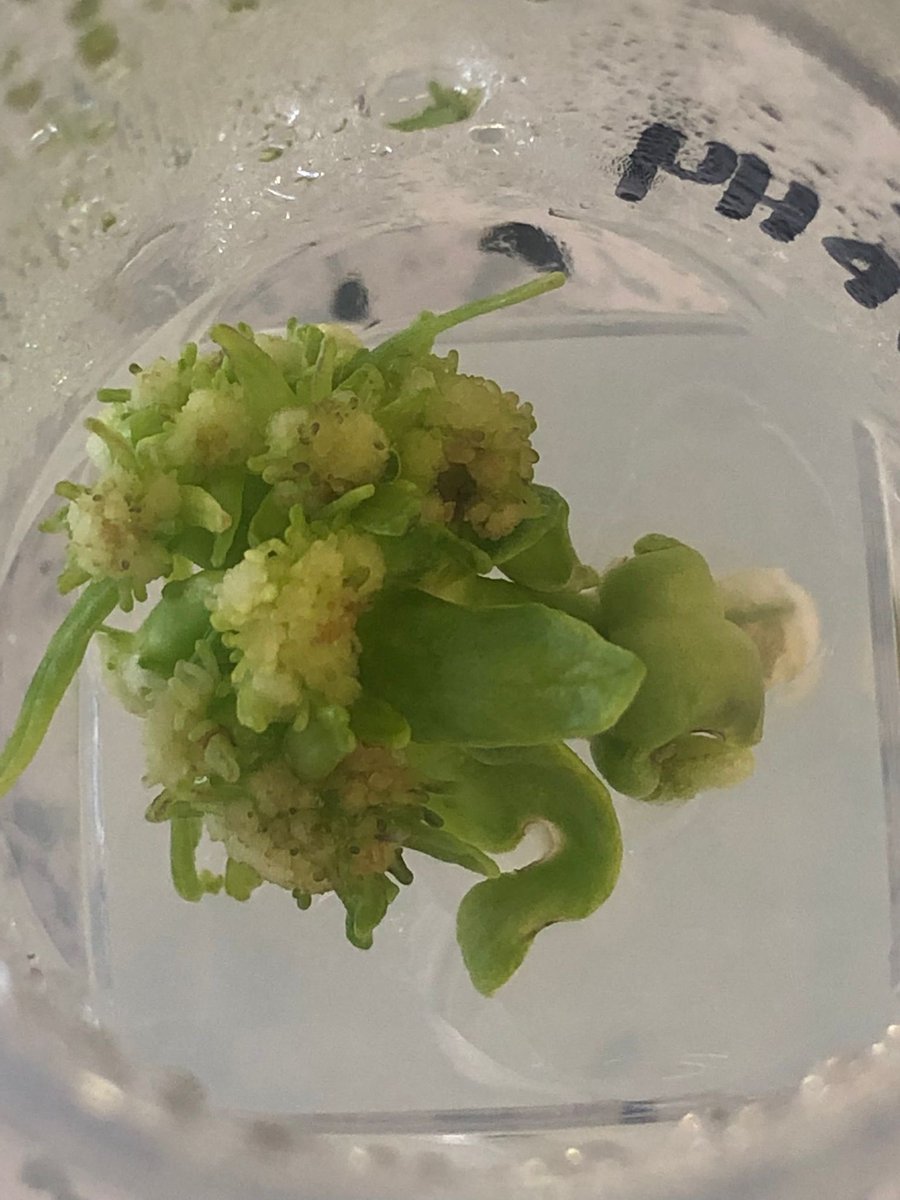 NBS_Herts's tweet photo. NBS Year 13 A Level Biologists practising microbiology and investigating antibiotics, plus a successful attempt at cloning a cauliflower! #NBSScience https://t.co/DgFhg1wzBG