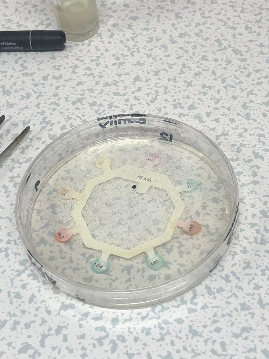 NBS_Herts's tweet photo. NBS Year 13 A Level Biologists practising microbiology and investigating antibiotics, plus a successful attempt at cloning a cauliflower! #NBSScience https://t.co/DgFhg1wzBG