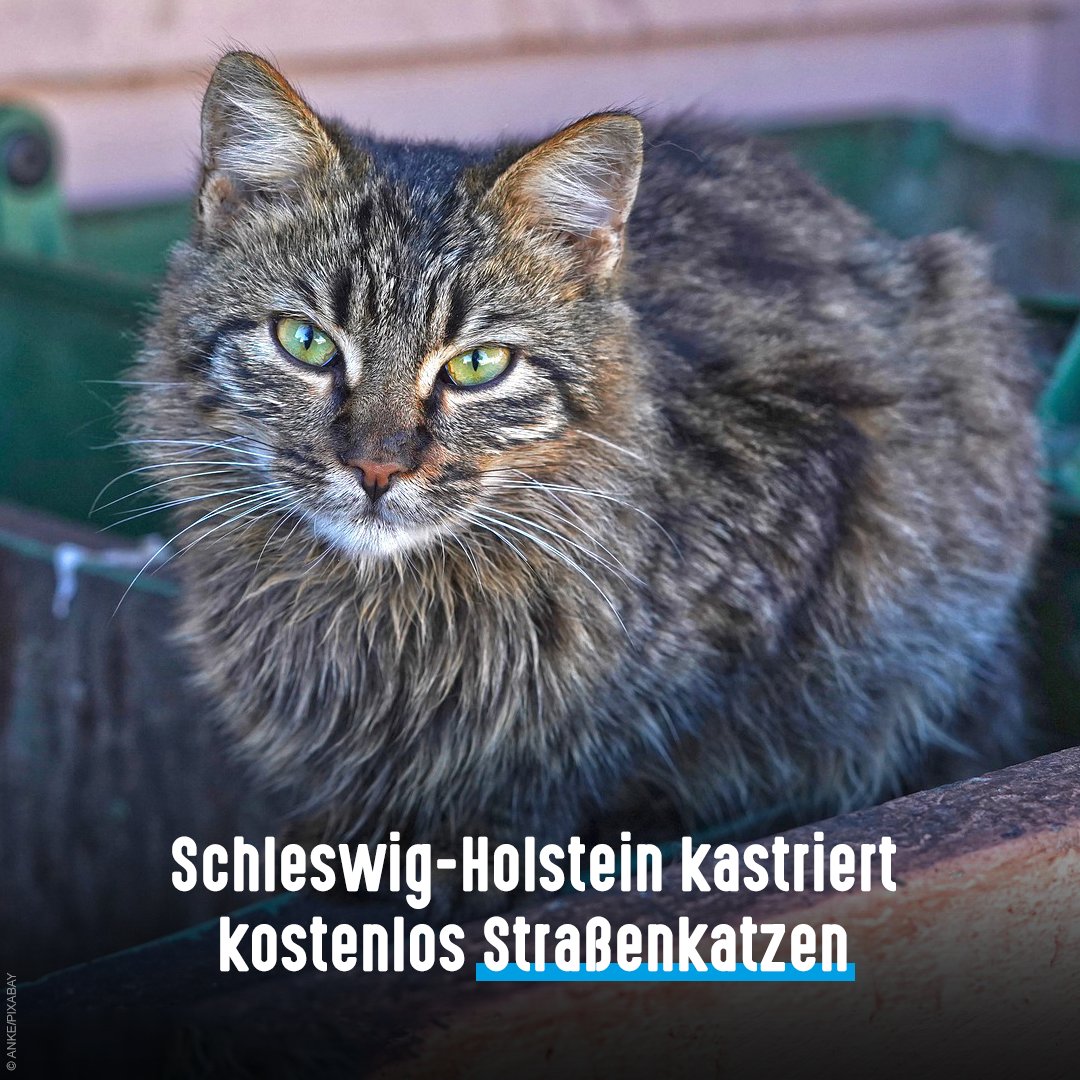 Katzenleid beenden: Aktuell können in #SchleswigHolstein wieder #Straßenkatzen kostenlos kastriert werden. Mit unserem Landesverband unterstützen wir die Aktion mit 20.000 Euro. Seit Projektstart 2014 wurden über 25.000 Katzen kastriert 👉 tierschutzbund.de/news-storage/h…  

#KatzenHelfen