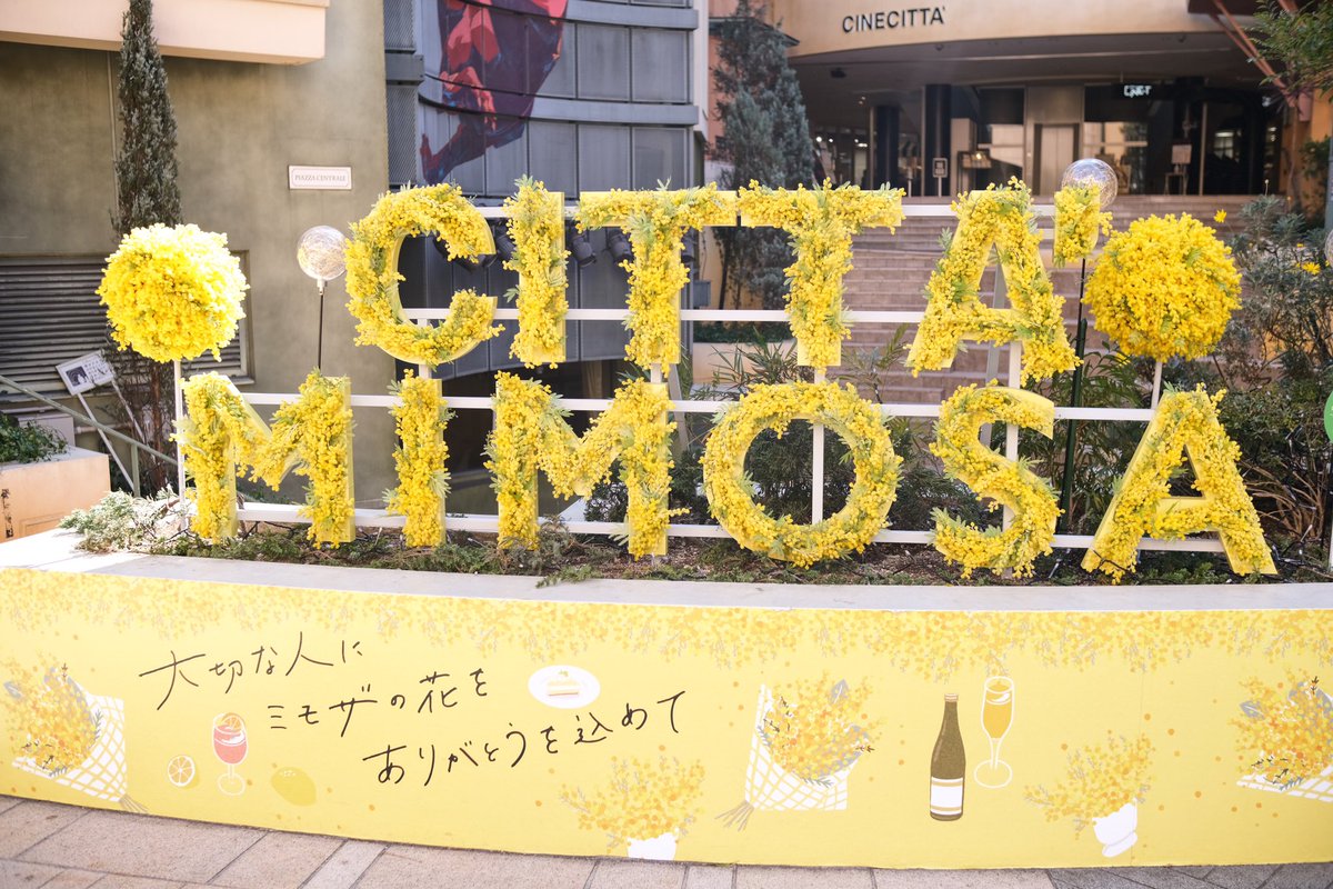 sa_camera828's tweet photo. 久しぶりの投稿📷

長かった国家試験のための勉強がようやく終わりました☺️
まだ結果は出てないけど、多分大丈夫そう��一安心😌

ようやくカメラを持って、念願のミモザフェアに行ってきました💐

#fujifilm_xseries  #fujifilm
#photograghy #ミモザ https://t.co/EbKN67YGIV