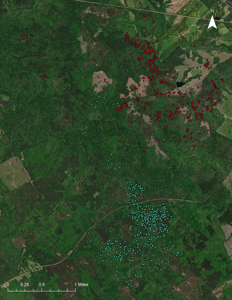 Mike Chamberlain (@wildturkeydoc) on Twitter photo The spring shuffle is about to occur-toms will leave winter flocks and move to breeding areas. 2nd image shows what that looks like, a 2 mile shift in a few days. That’s the definition of here today, gone tomorrow! <a href="/MossyOak/">Mossy Oak</a> <a href="/NWTF_official/">The National Wild Turkey Federation</a> <a href="/DrShortSpur/">Bret Collier</a> The spring shuffle is about to occur-toms will leave winter flocks and move to breeding areas. 2nd image shows what that looks like, a 2 mile shift in a few days. That’s the definition of here today, gone tomorrow! <a href="/MossyOak/">Mossy Oak</a> <a href="/NWTF_official/">The National Wild Turkey Federation</a> <a href="/DrShortSpur/">Bret Collier</a>
