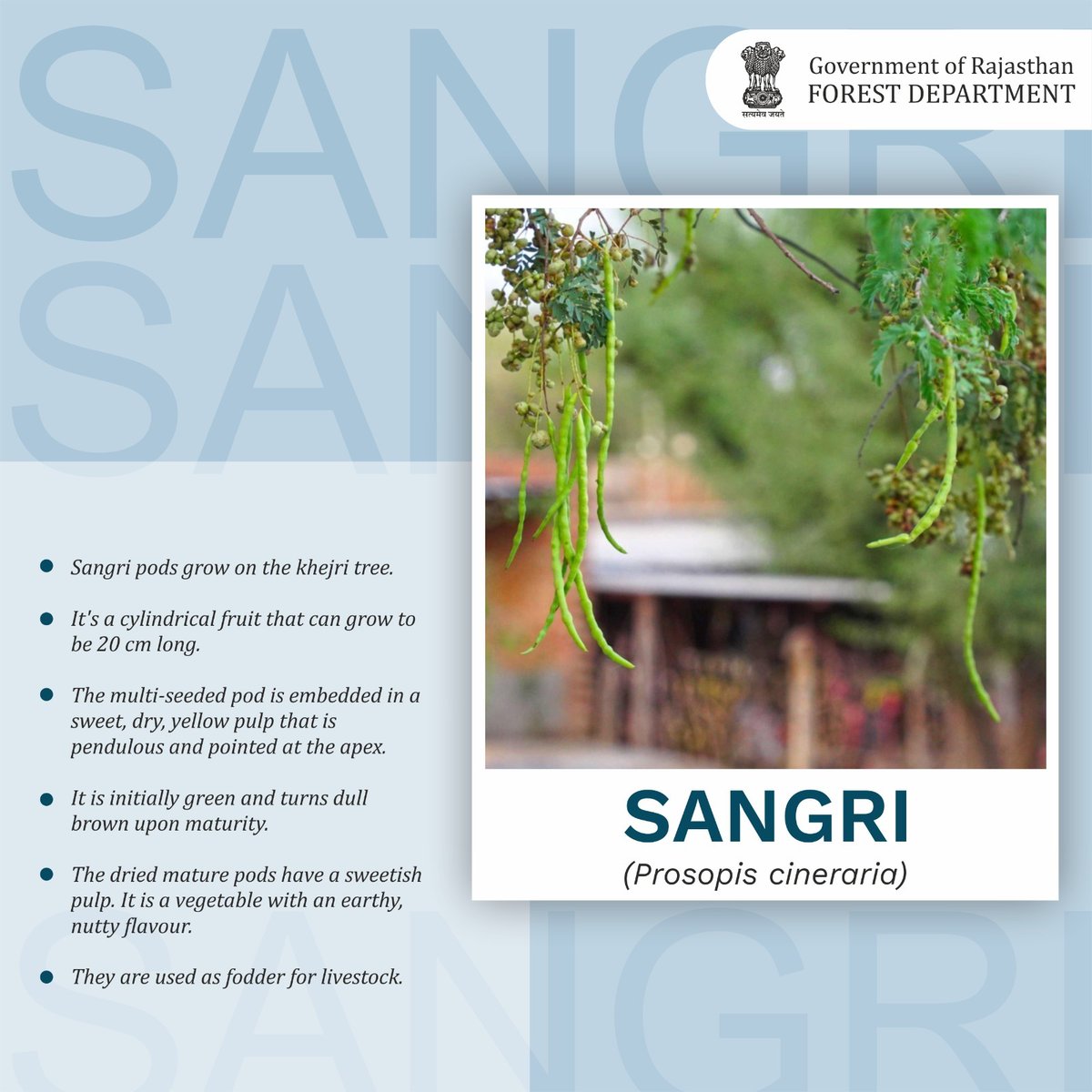 ForestRajasthan's tweet photo. Sangri 
(Prosopis cineraria)

#prosopiscineraria #desertbeans #khejrifruits
#khejritree #khejri  #fruits #fruitsofrajasthan #wildfruit #trees #treesofindia #Forest #conservation #Environment #nature  #floraofrajasthan
@bsi_moefcc  @incredibleindia  @moefcc https://t.co/ZOUerquRXL