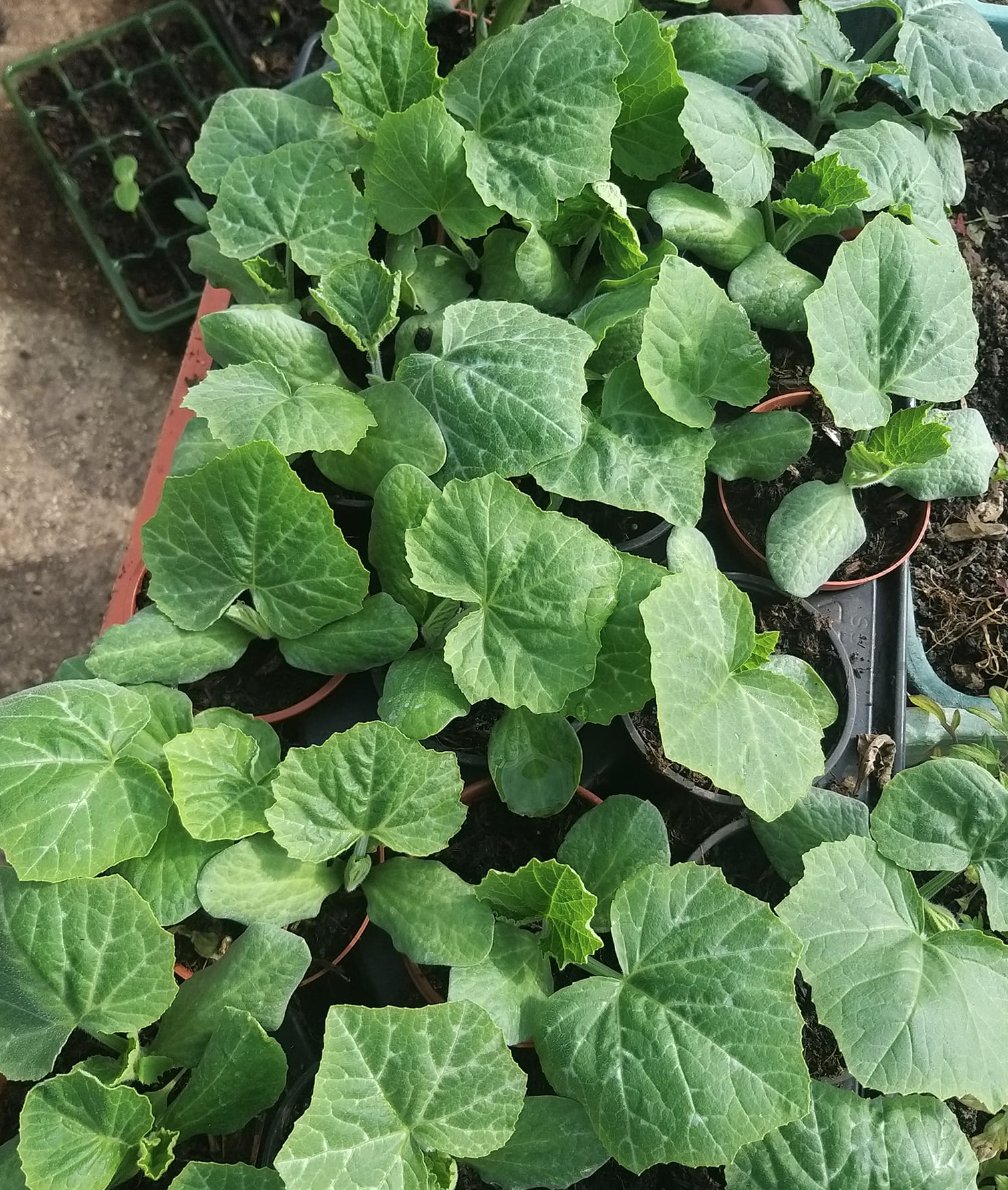 We're proud of the fact that it's 0 miles from our garden to our kitchen - 100% flavour in our food. At La Pergola we're passionate about using home grown, #organic and seasonal produce in our dishes wherever possible 🥗. Learn more here: ow.ly/uL4M50MvV9Z