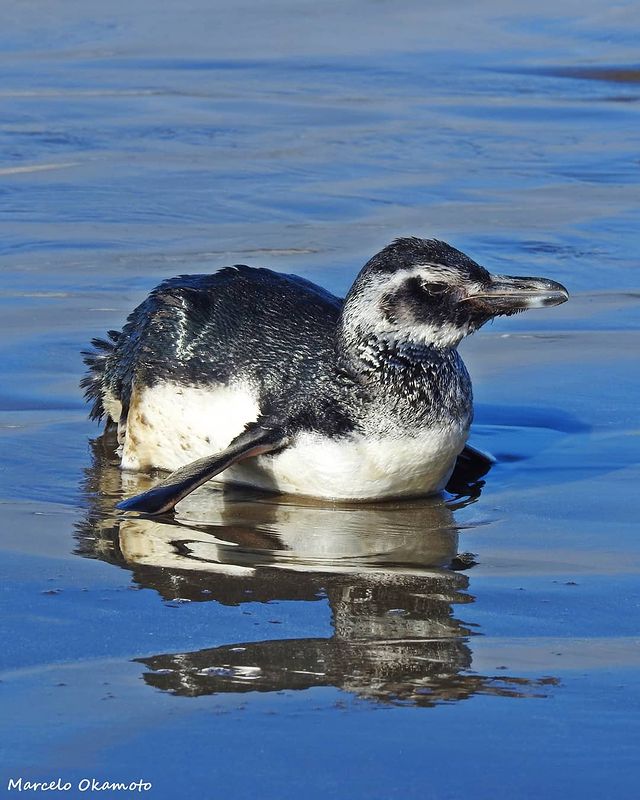 🐧En estos días, podemos ver Pingüinos de Magallanes que se encuentran migrando hacia Brasil.

En nuestras playas salen:

💤 A descansar
🏥 Por sentirse enfermos
❄️ Necesitan calor
🪶 Necesitan espacio (cambio de plumas)

⚠️No te acerques, ni tus mascotas. Tampoco los molestes.