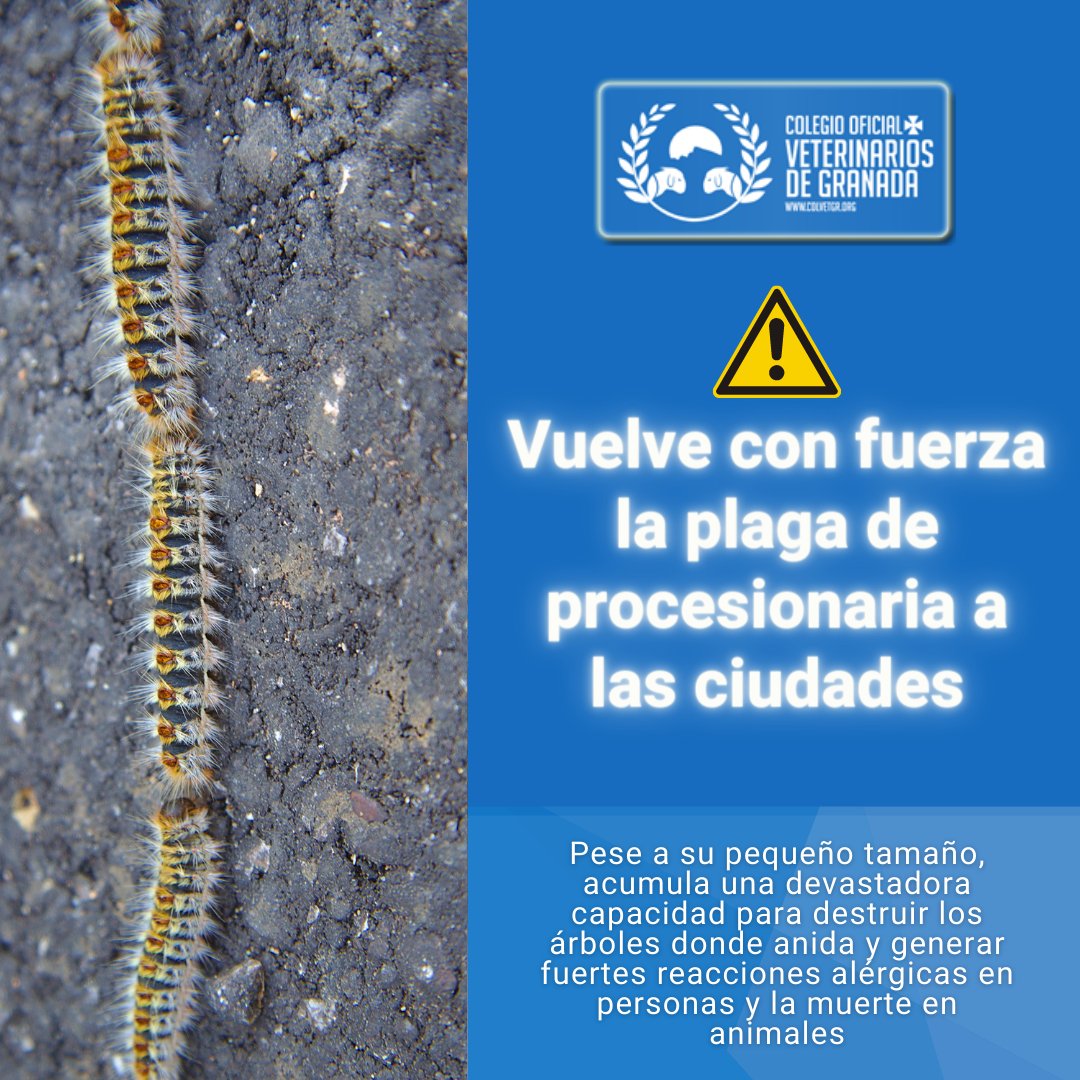 VeterinariosGRX's tweet photo. ➡️ https://t.co/P08Ld3IG7o
Estos insectos son extremadamente peligrosos, especialmente para los niños y los animales domésticos que, debido a la curiosidad que generan, pueden llegar a tocarlos con todos los riesgos que esto conlleva.
#VeterinariosGranada #veterinarios #Colvet https://t.co/hJWIMg338L