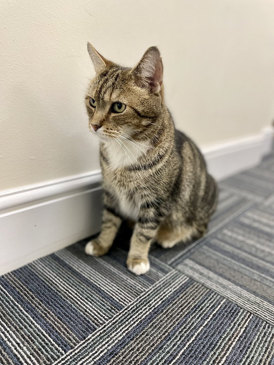 Honoured to have a visitor pop by the office today :D 🐾<a href="/Longarmofthepaw/">Colin the Cat 🇬🇧💙❤️💚😻 #PawsOfJustice 🐾</a>
