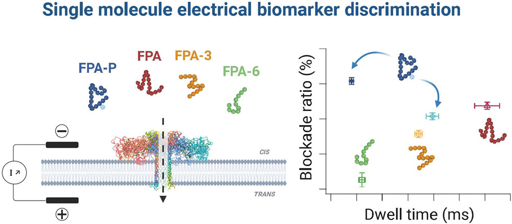 ACSCentSci's tweet photo. Detection and discrimination of different forms and PT modifications of the coagulation biomarkers using a nanopore. 

NEW #ASAP by Juan Pelta, @CressiotB, @SandraGreive, Philippe Manivet, Dreampore and coworkers.
Read it here: https://t.co/ONUCkfeTe9 https://t.co/XauOkMYuvl