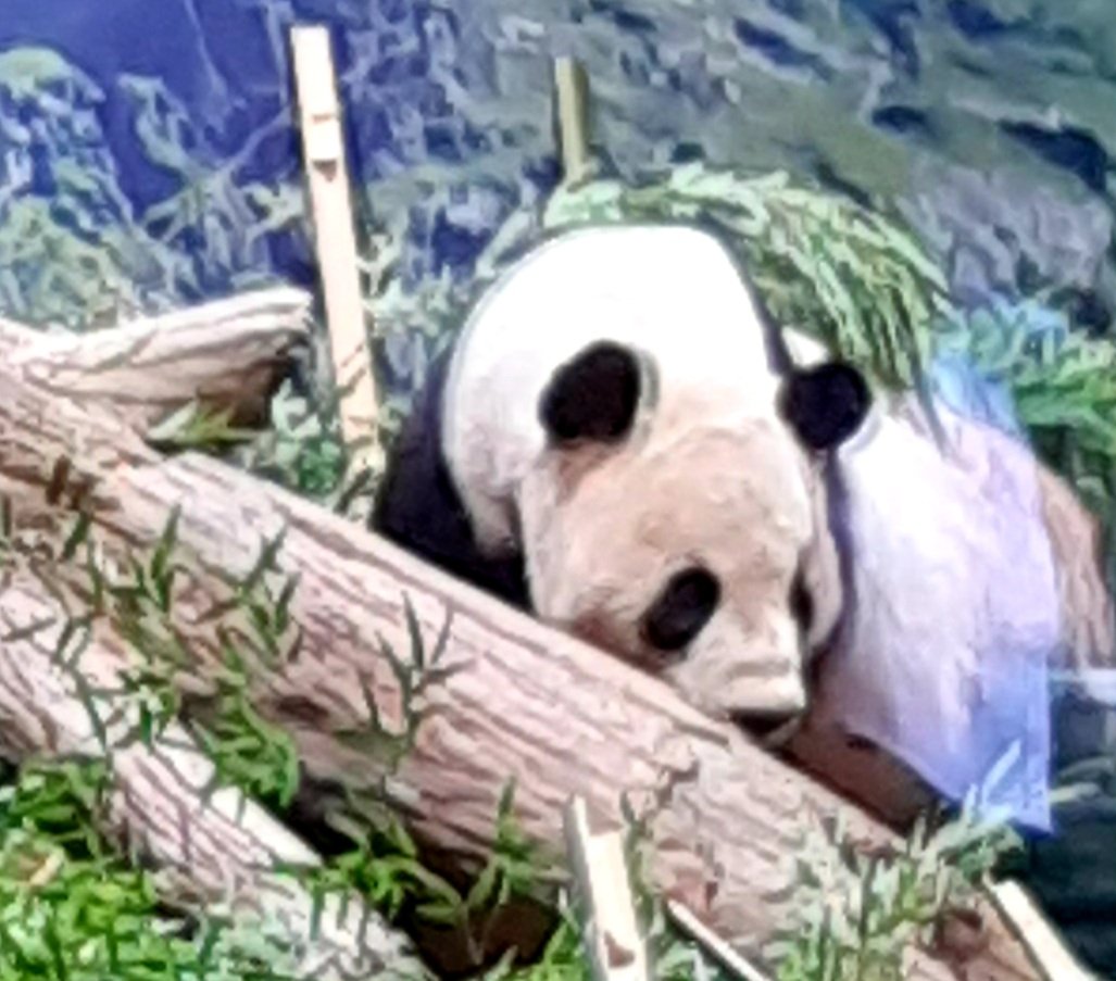 kinocokesh's tweet photo. 一番お茶目なパンダちゃん、シャンシャンに会いたくて、昨秋上野動物園へ。
#シャンシャン https://t.co/32876zDRxR