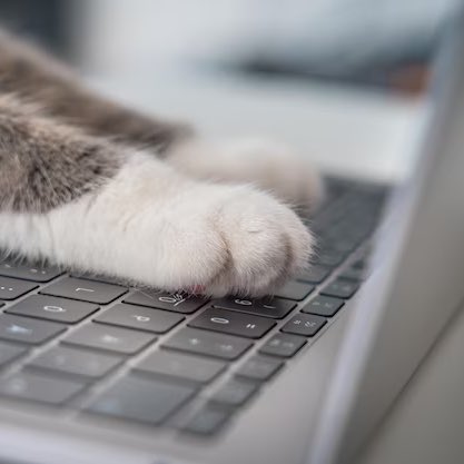 115kitten's tweet photo. 쥬냥이 https://t.co/v88UWNcmlP