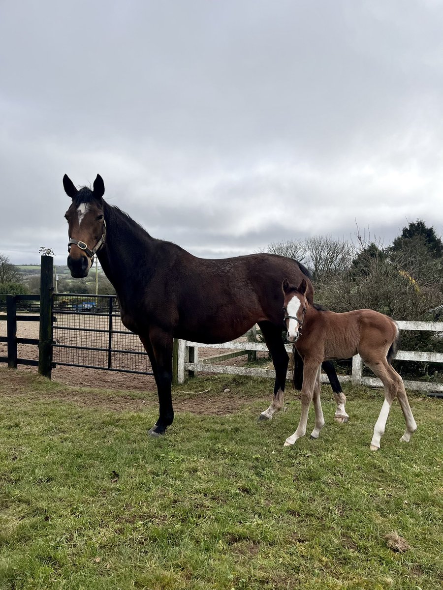 A day old and outside for the first time a Crystal Ocean colt ex Augusta Kate @coolmorestud @DPedigrees